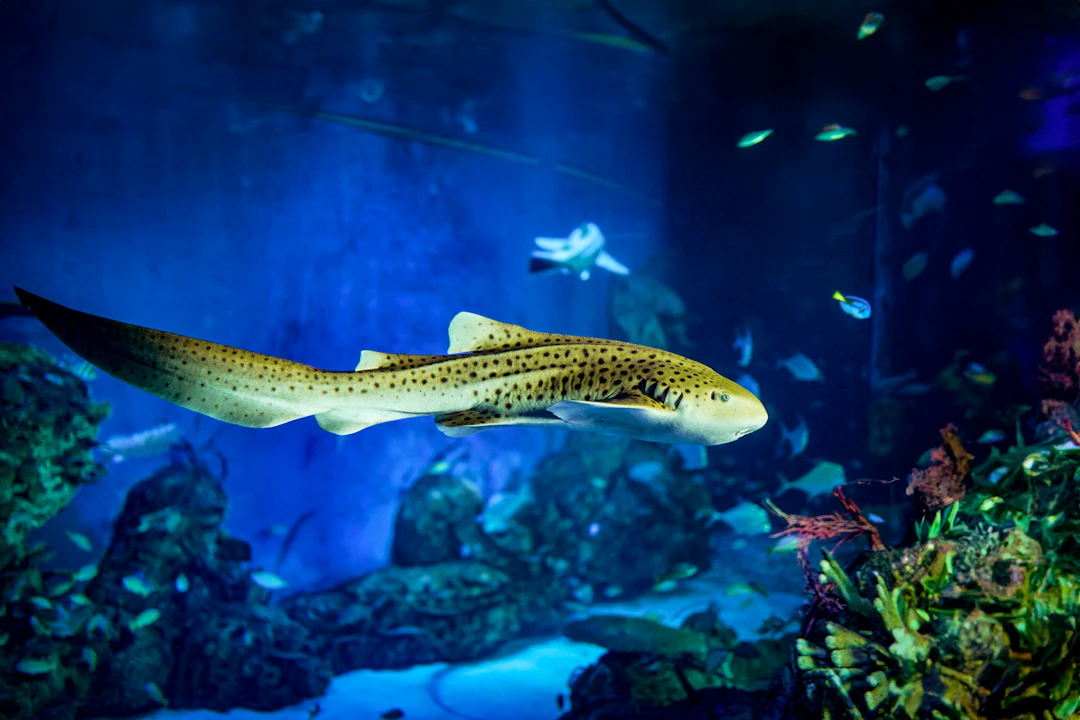 Marine Adventure and Safari in Bali Category
